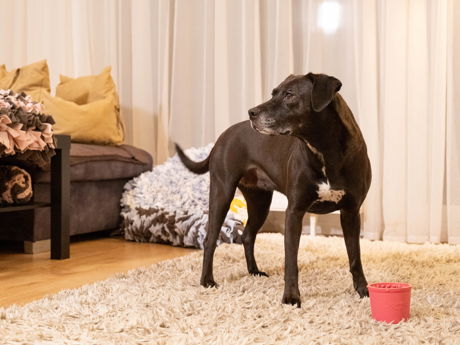 LickiMat Yoggie Pot - The Woof Toys