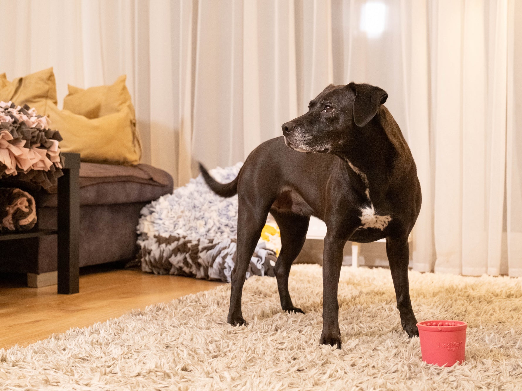 LickiMat Yoggie Pot - The Woof Toys