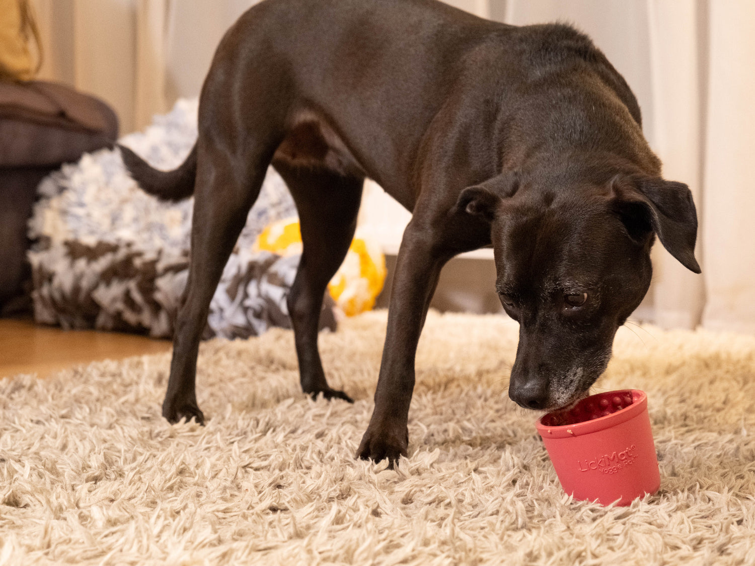 LickiMat Yoggie Pot - The Woof Toys