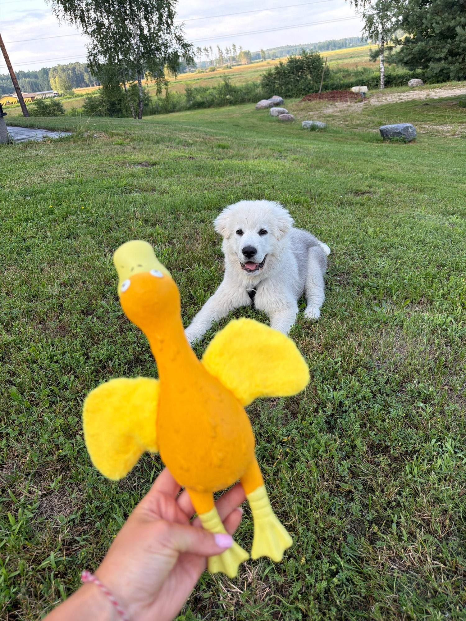 Soft Wing Duck