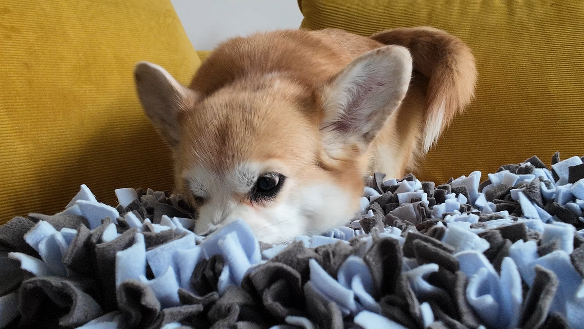 Dog enrichment mat encouraging natural sniffing and foraging