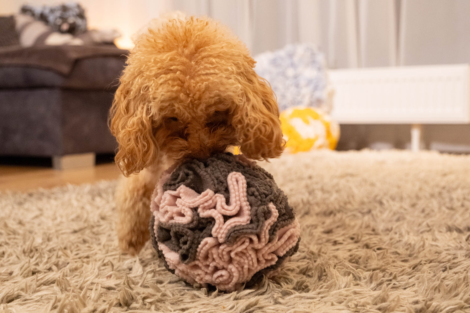 Dog sniffing treats hidden in Sniffing Ball Dark Pink