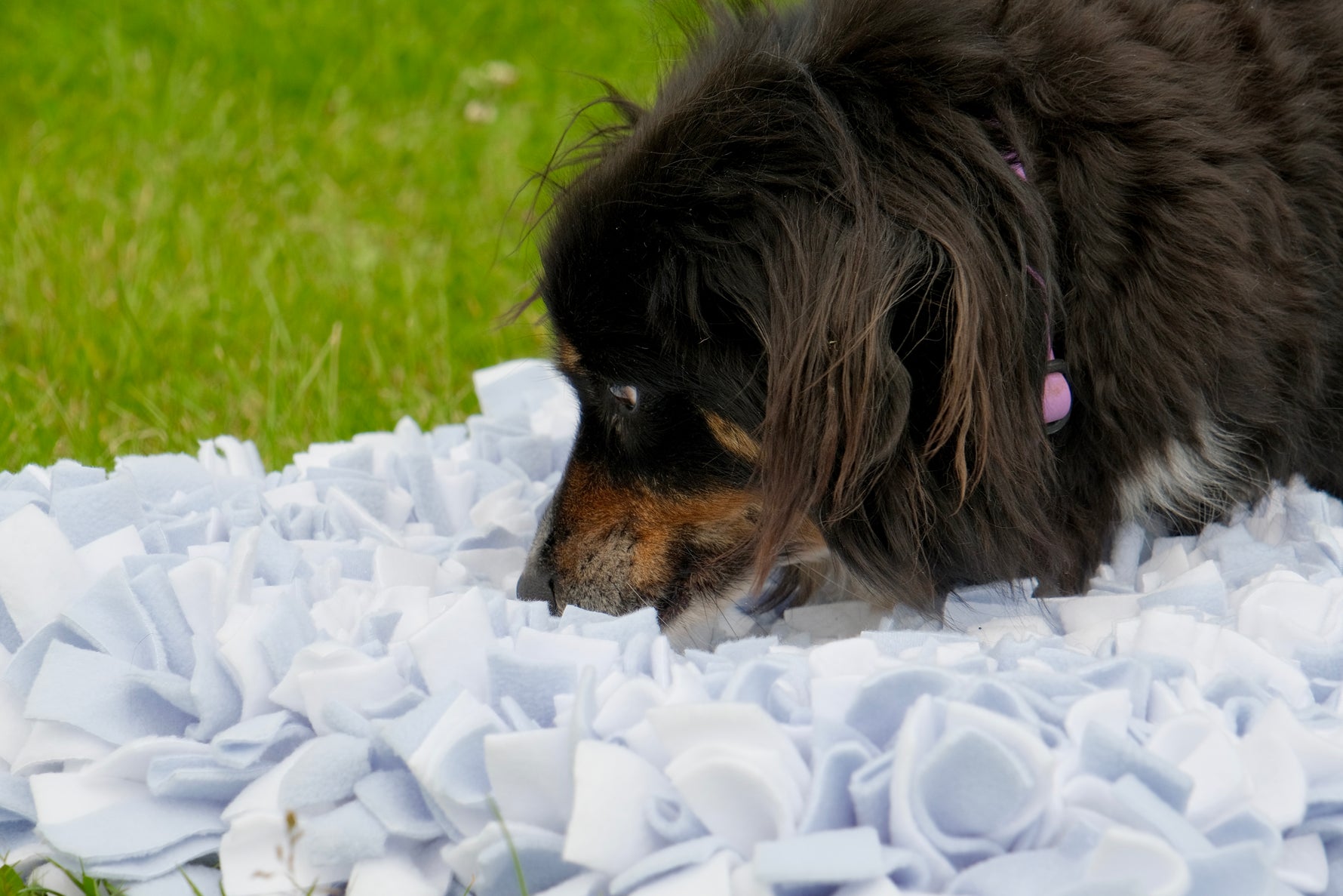 Dog sniffing treats from Sniffing Mat Light Blue