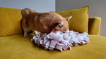 Dog using Sniffing Mat Light Pink for slow feeding and enrichment