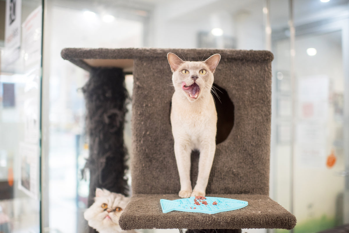 Whisker-friendly LickiMat Catster design for stress-free feeding