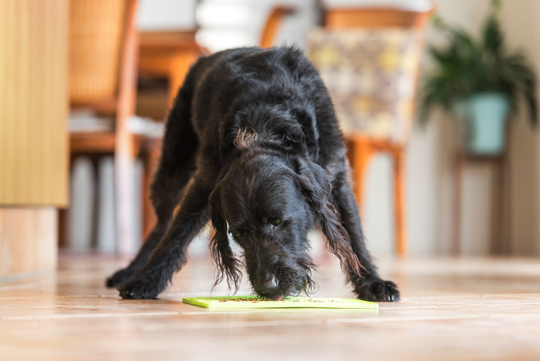 LickiMat Classic Buddy calming lick mat for dogs and cats