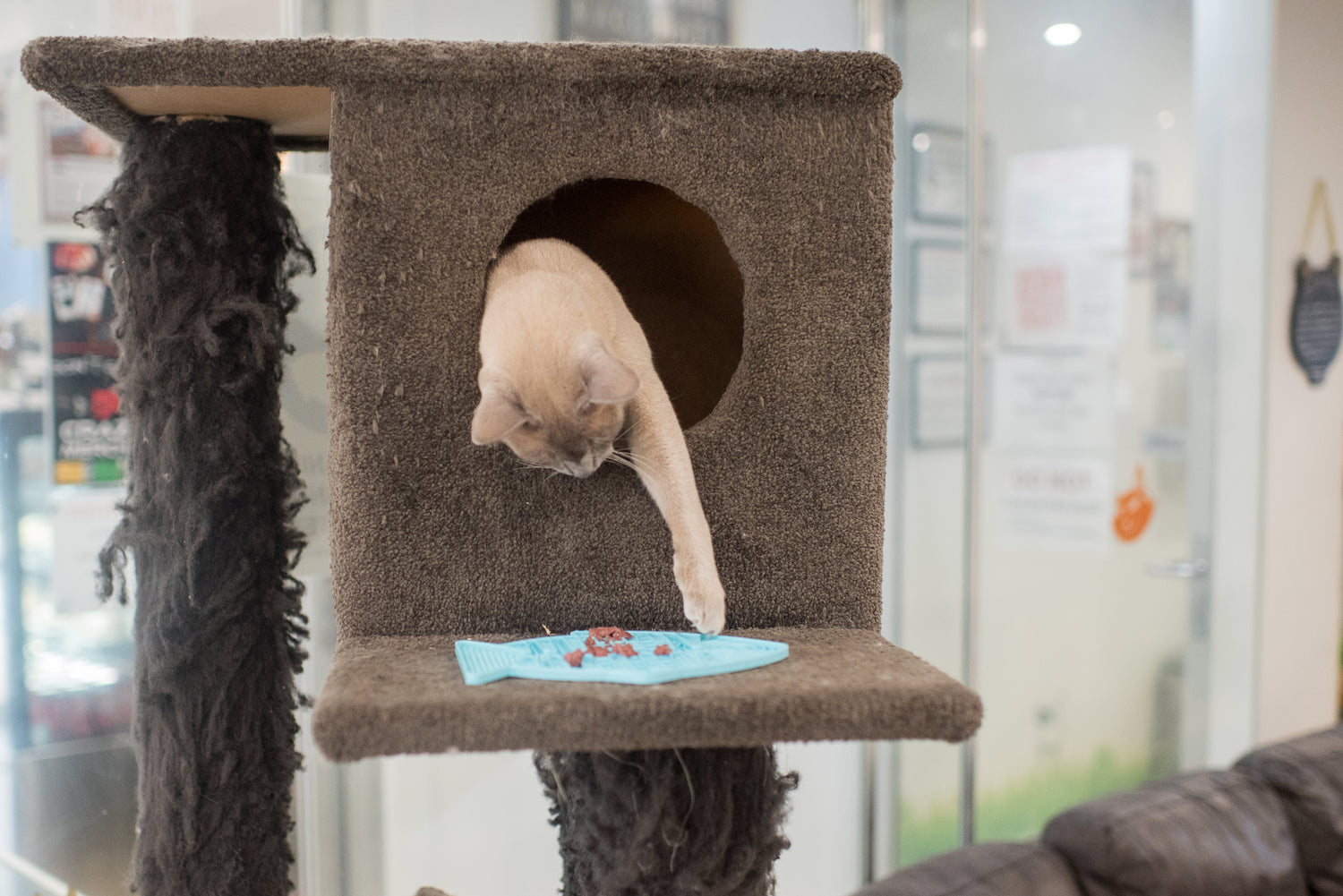 Cat enrichment mat supporting slow and mindful eating