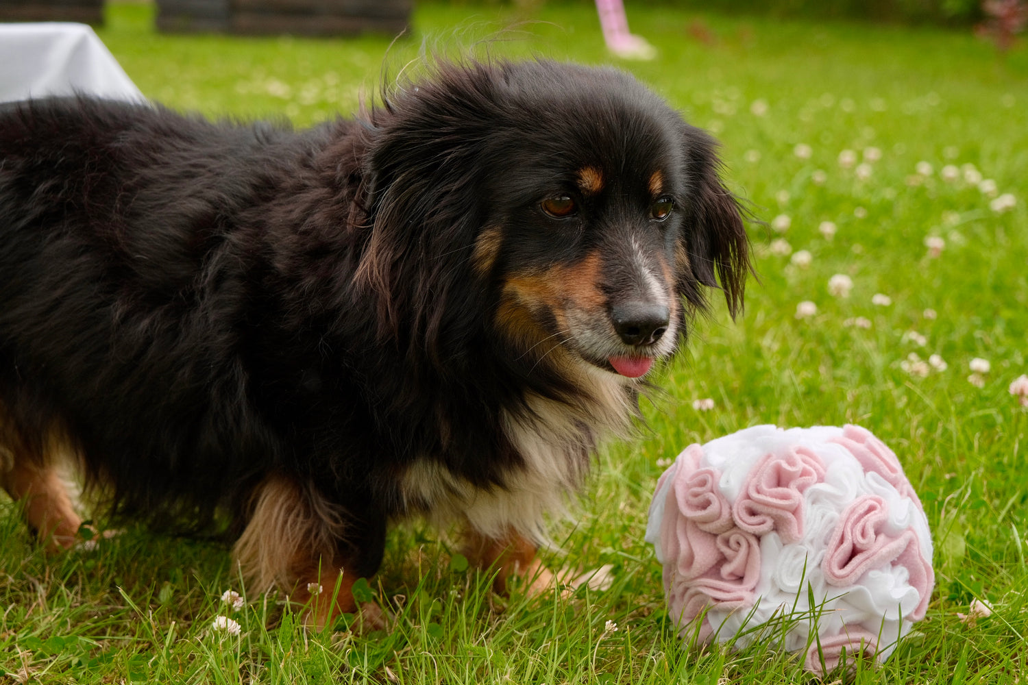 Dog playing with Sniffing Ball Light Pink for mental stimulation