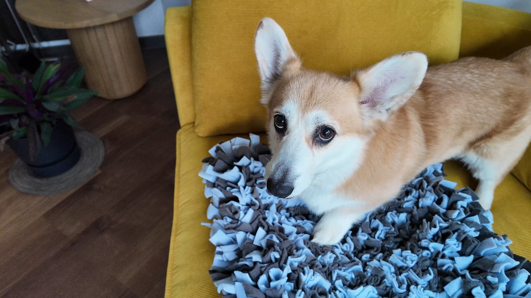 Sniffing Mat Dark Blue supporting calm mealtime enrichment