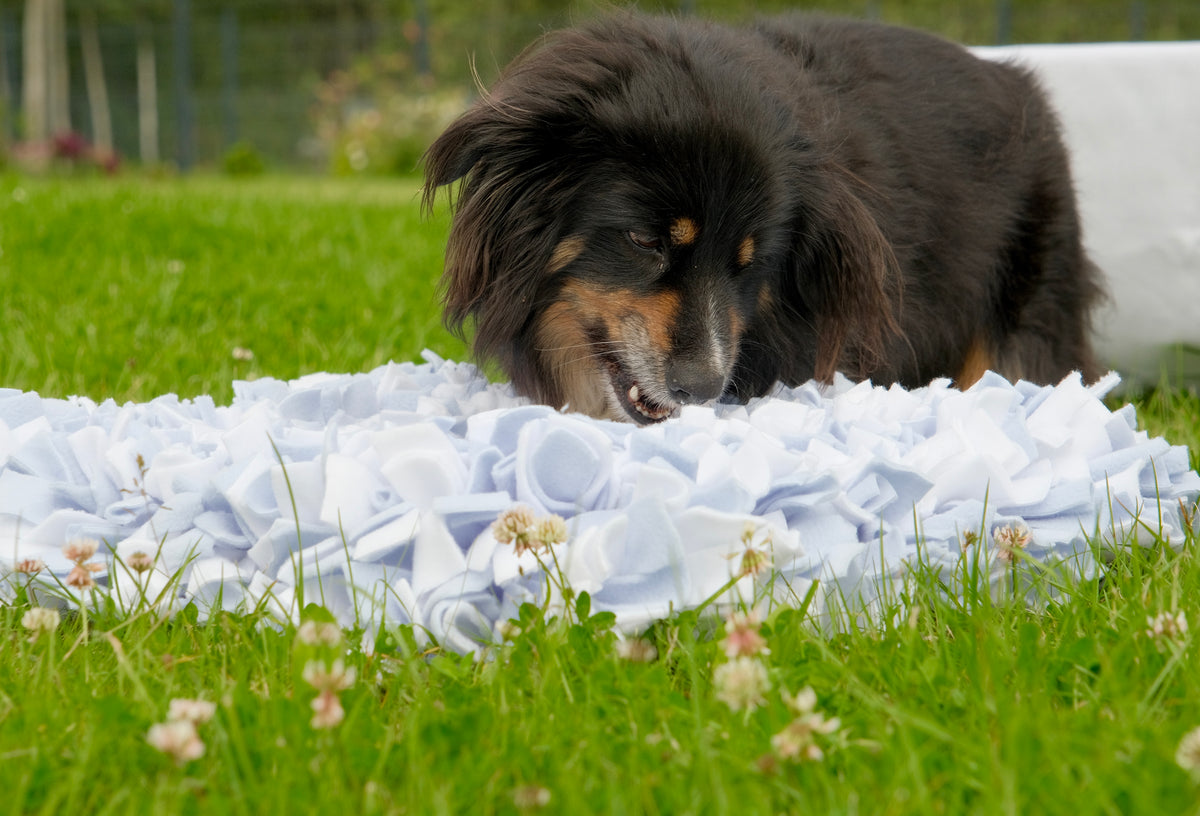 Dog using Sniffing Mat Light Blue for slow feeding and enrichment