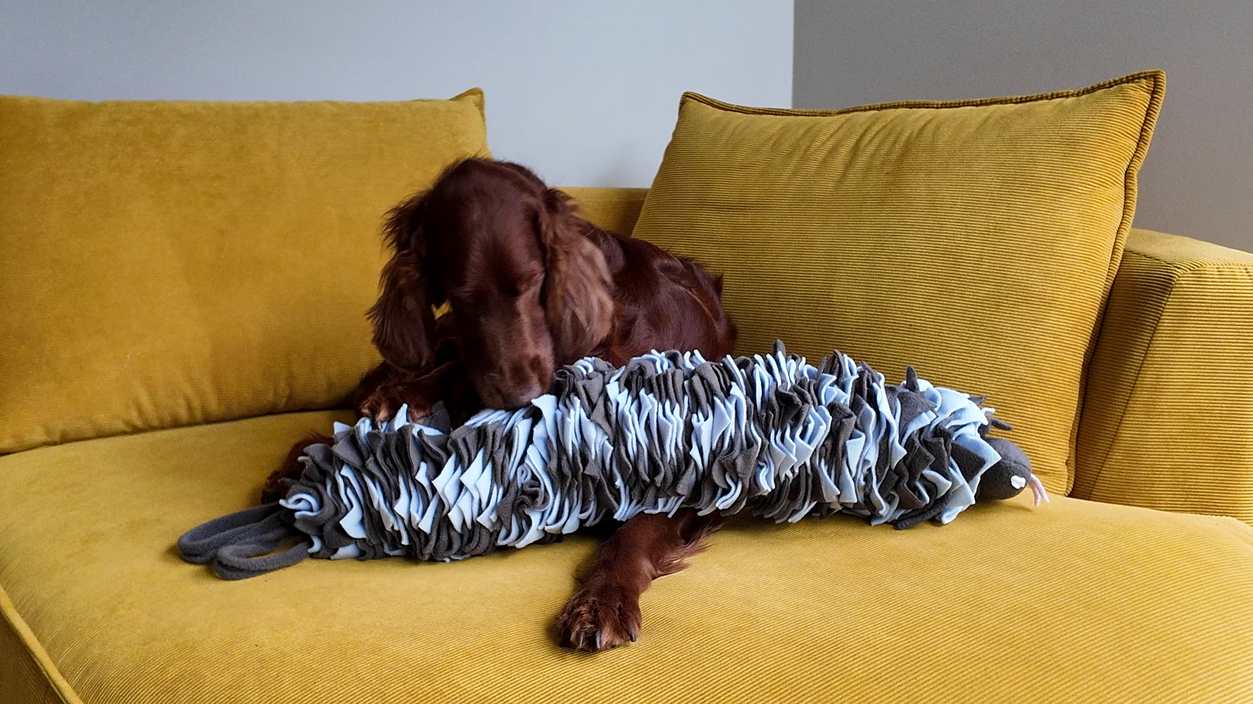Dog playing with Sniffing Snake Dark Blue for slow feeding and enrichment
